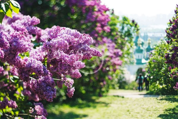 Сирень Садовая