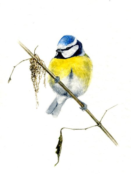 Синичкин на белом фоне