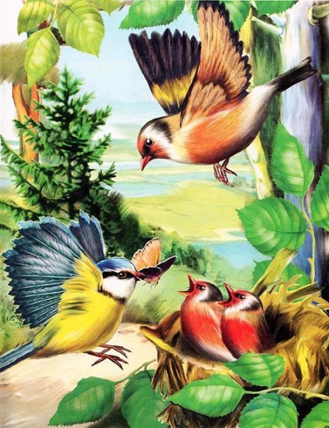 Виталий Бианки иллюстрации