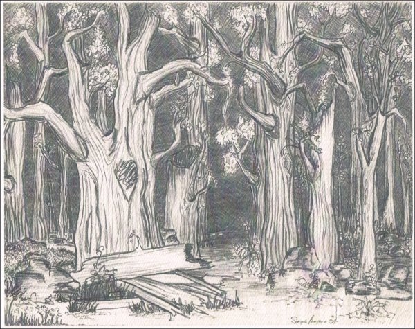 Густой лес карандашом