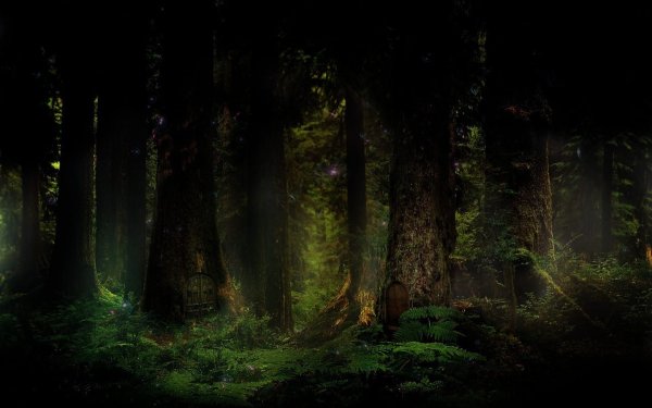 Дремучий лес