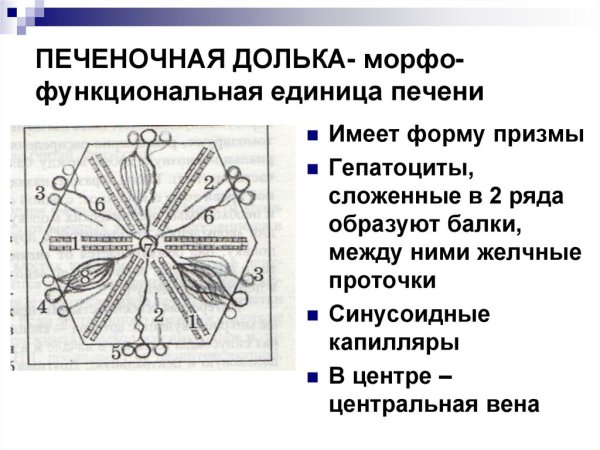 Схема строения дольки печени анатомия
