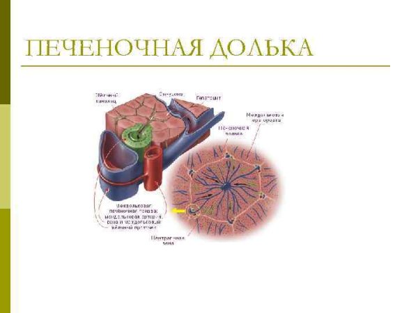 Строение дольки печени анатомия