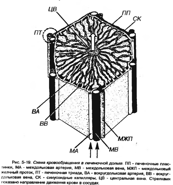 Строение печеночной дольки рисунок