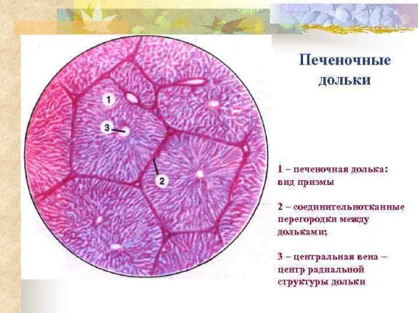 Строение печеночной дольки рисунок