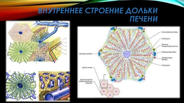 Схема печеночной дольки