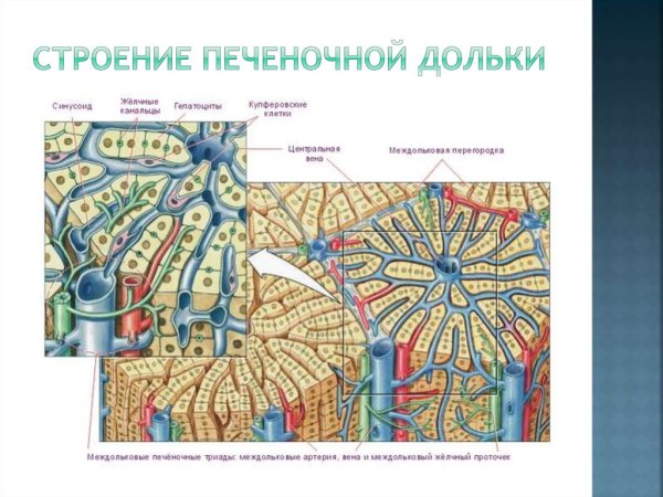 Структура печеночной дольки