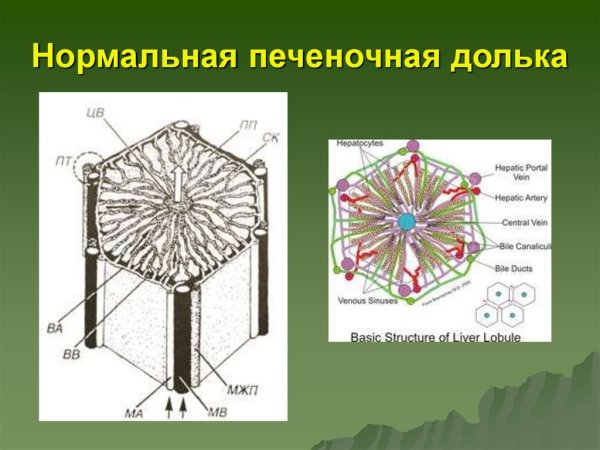 Строение печеночной дольки
