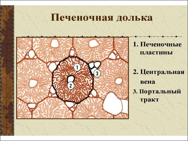 Гепатоциты в печеночной дольке