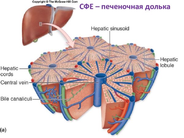 Основные структуры печеночной дольки