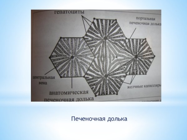 Строение портальной дольки и ацинуса печени