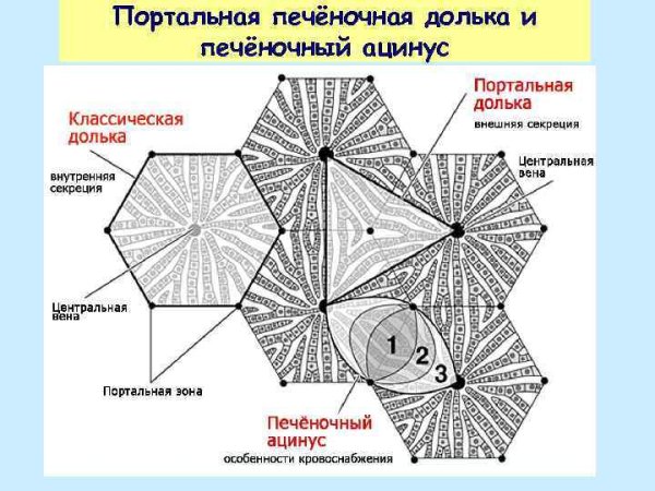Схема строения печеночной дольки