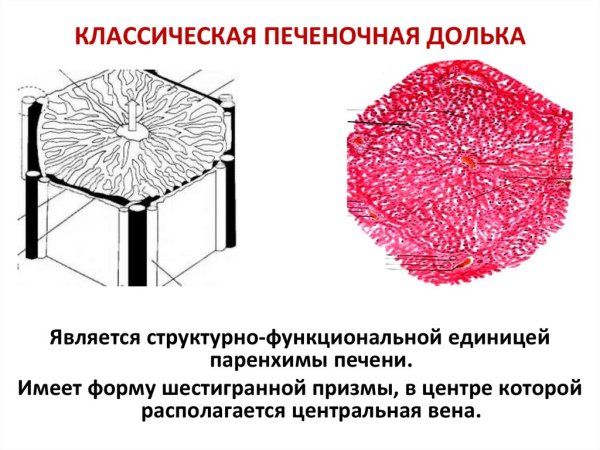 Строение дольки печени