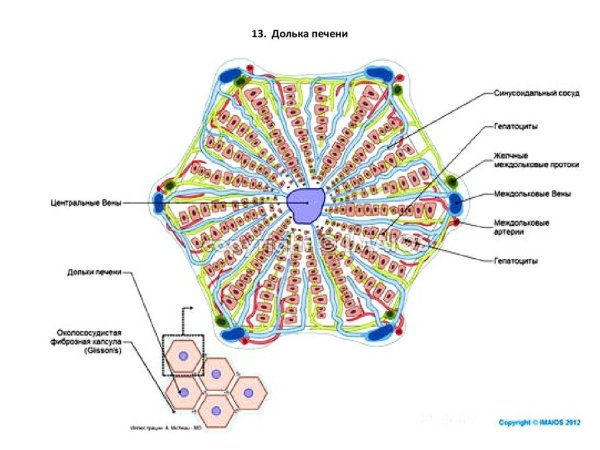 Схема микроскопического строения дольки печени