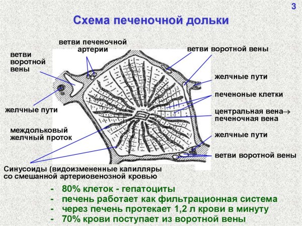 Триада печени гистология