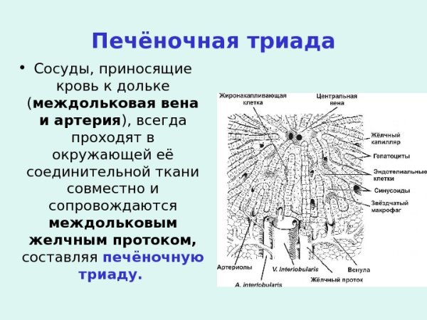 Долька печени гистология
