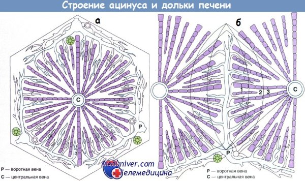 Строение ацинуса печени печеночной дольки