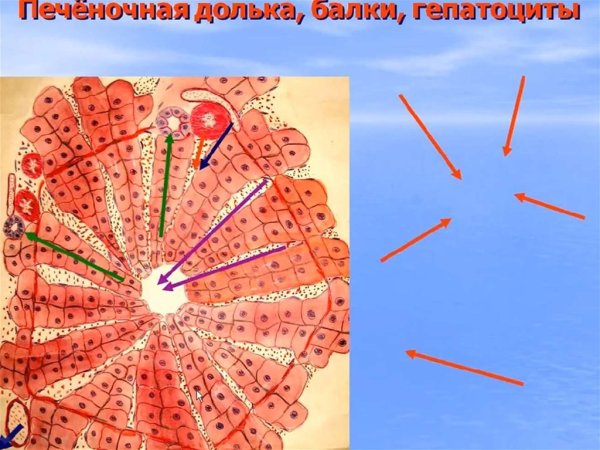 Строение дольки печени анатомия