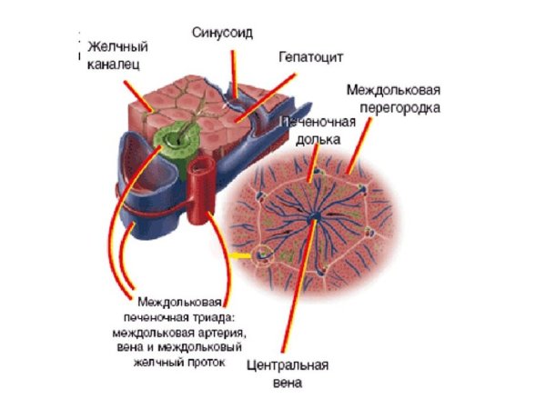 Центральная Вена печеночной дольки