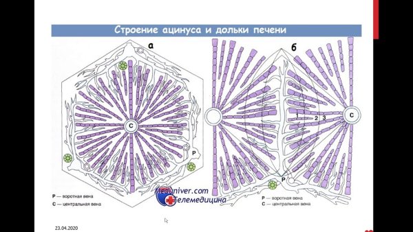 Строение печеночной дольки анатомия