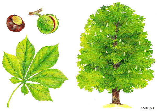 Каштан съедобный ареал