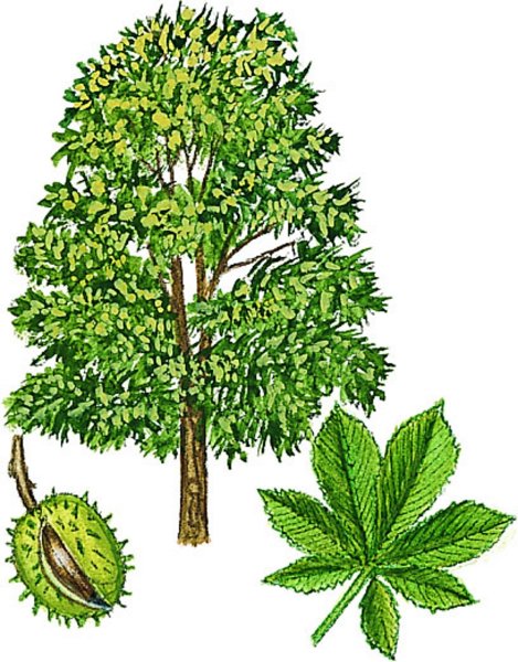 Каштан дерево Россия