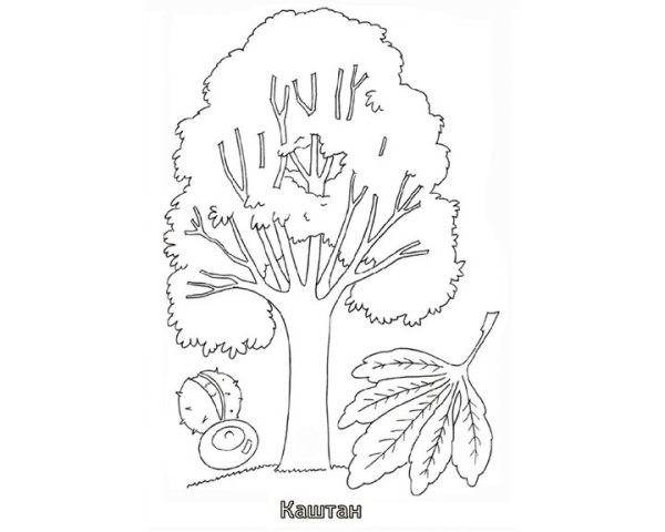 Каштан контур дерево