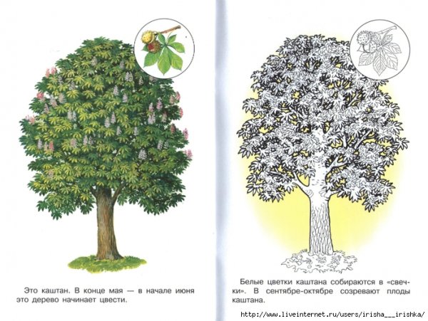 Дерево каштан раскраска