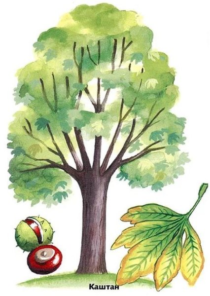 Дерево для детей