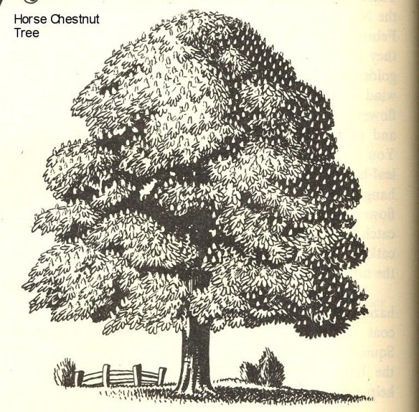 Каштан дерево карандашом