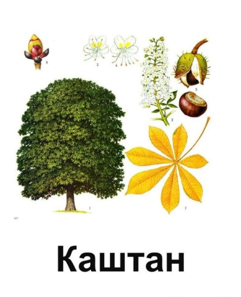 Изображение дерева каштан