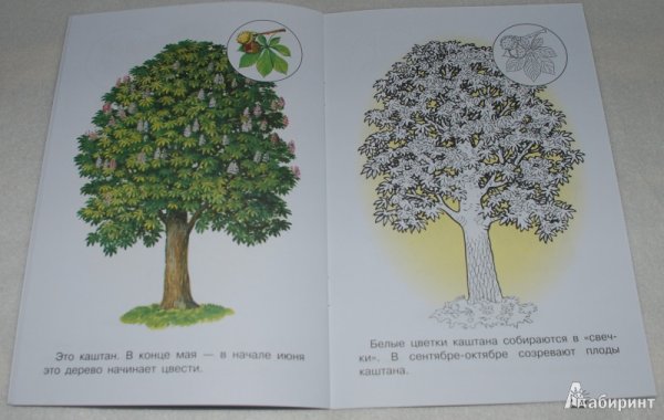 Каштан дерево карандашом