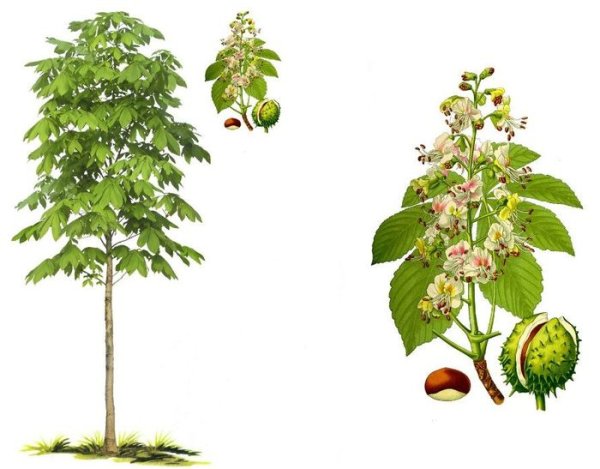 Дерево друидов каштан