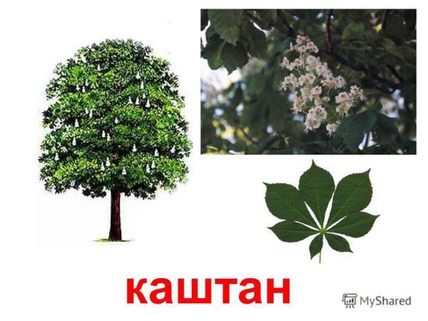 Тополь каштан липа