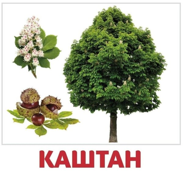 Карточки Домана деревья и листья и кустарники