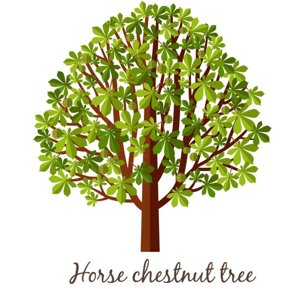 Каштан дерево для детей
