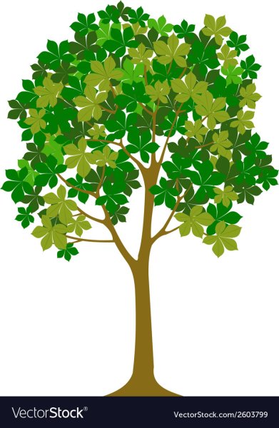 Каштан дерево для детей