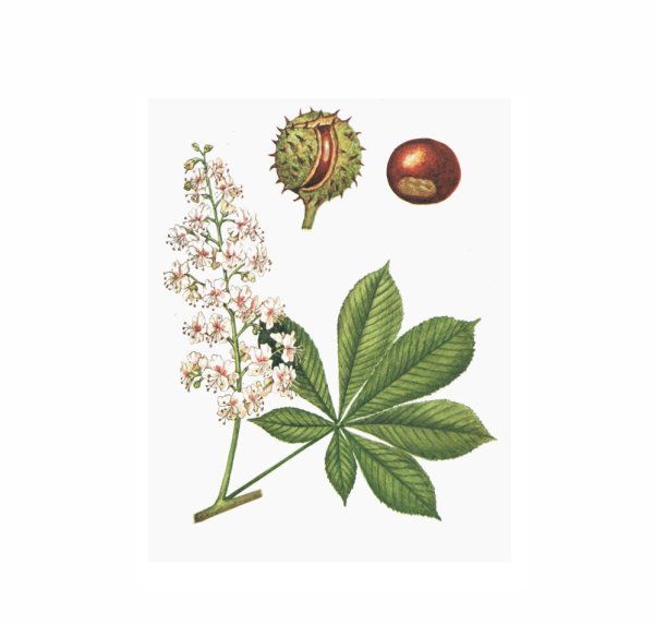 Конский каштан листья