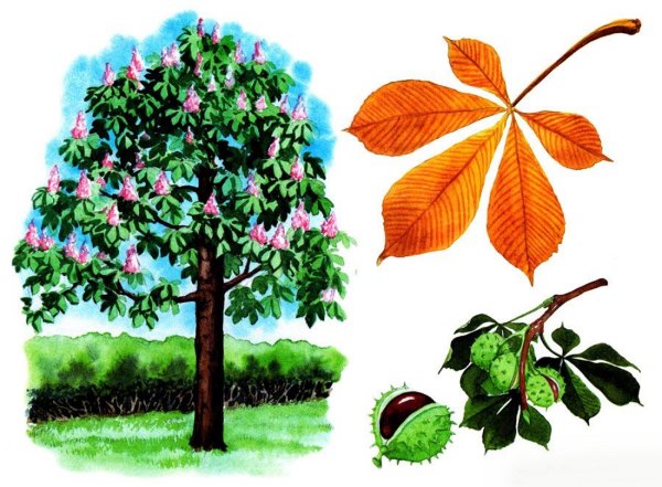 Каштан дерево лист плод