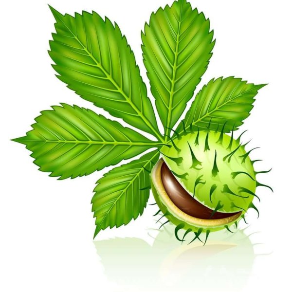 Каштан листья и плоды