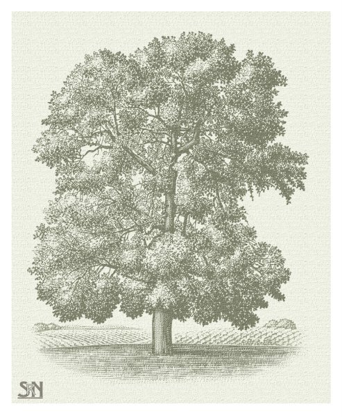 Карандашом Каштановое дерево