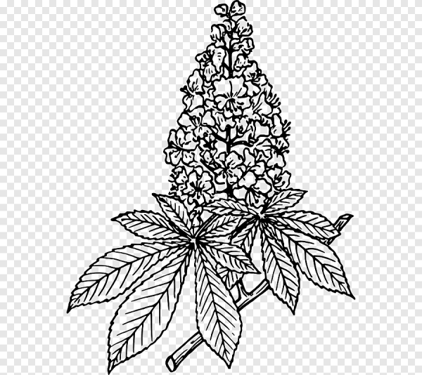 Дерево каштан раскраска