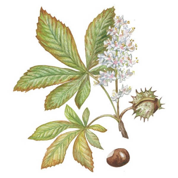 Конский каштан