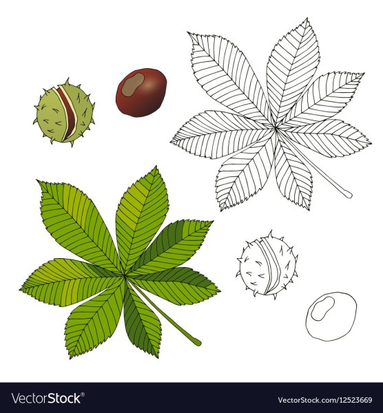 Каштан силуэт