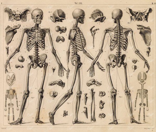 Человеческий скелет анатомия
