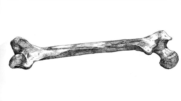 Кости рисунок