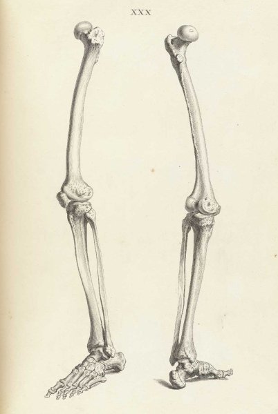 Берцовая кость Баммес