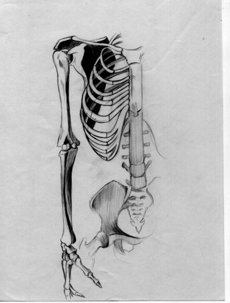 Кости человека карандашом