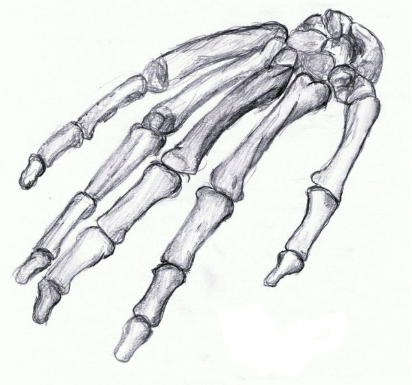 Кисть руки скелет референс