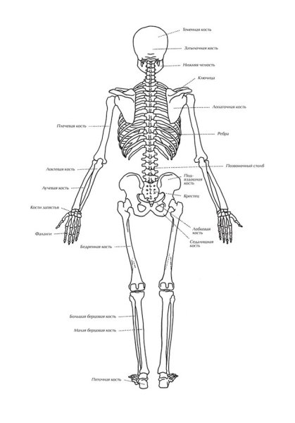 Скелет человека вид сзади
